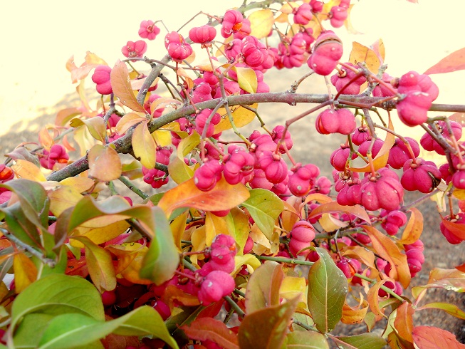 Euonymus europaeus